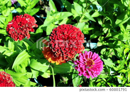 Close up of Zinnia flower.Zinnia flower in the garden.Thailand Zinnia. Close up of Zinnia flower.Zinnia flower in the garden.Thailand Zinnia. 60801791
