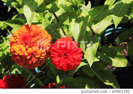 Close up of Zinnia flower.Zinnia flower in the garden.Thailand Zinnia. Close up of Zinnia flower.Zinnia flower in the garden.Thailand Zinnia. 60801792