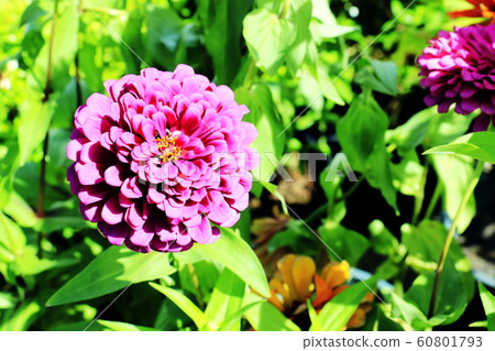 Close up of Zinnia flower.Zinnia flower in the garden.Thailand Zinnia. Close up of Zinnia flower.Zinnia flower in the garden.Thailand Zinnia. 60801793