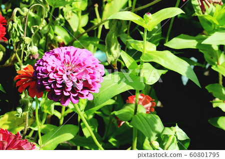 Close up of Zinnia flower.Zinnia flower in the garden.Thailand Zinnia. Close up of Zinnia flower.Zinnia flower in the garden.Thailand Zinnia. 60801795