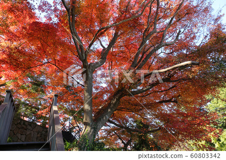 Autumn leaves at the welcoming temple 60803342