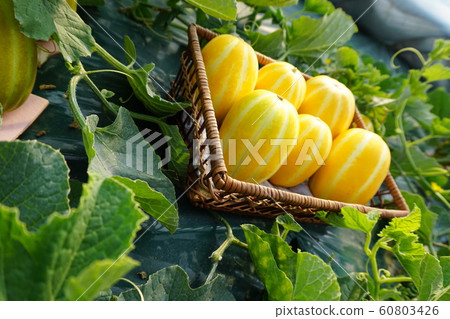 melon 60803426