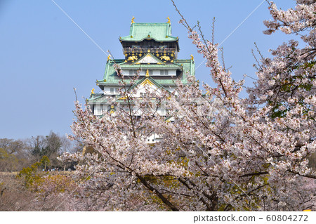 櫻櫻(大阪城) 櫻櫻(大阪城) 60804272