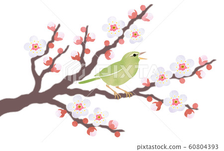 Warbler singing with white plum blossom 60804393