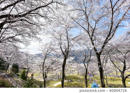 Haji Dam Famous spots of cherry blossoms Hiroshima Prefecture Haji Dam Famous spots of cherry blossoms Hiroshima Prefecture 60804726