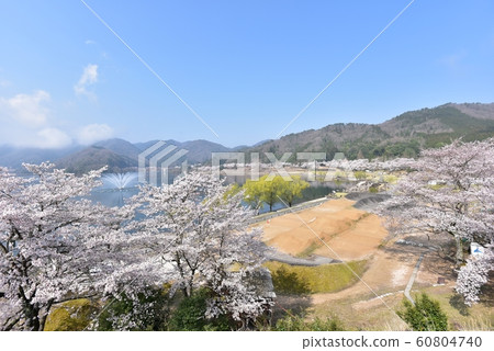 ji水壩廣島縣櫻花勝地 60804740