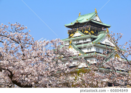 櫻櫻(大阪城) 櫻櫻(大阪城) 60804849