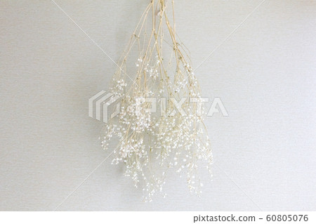 陰霾草乾花 60805076