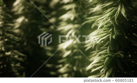Thickets of marijuana plant on the field 60805181
