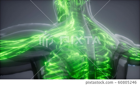Blood Vessels of Human Body 60805246