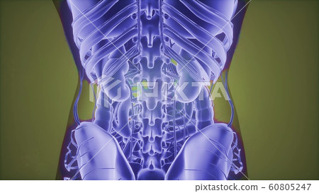 3D magnetic resonance image scan 3D magnetic resonance image scan 60805247