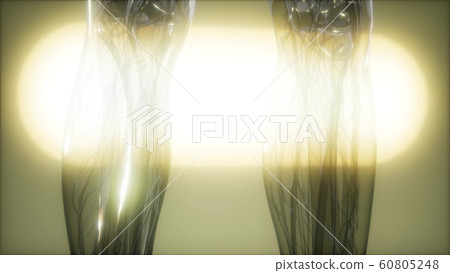 X-Ray Image Of Human Body 60805248