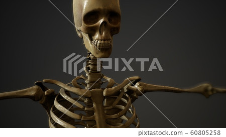 bones of the Human skeleton 60805258