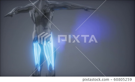 thigh muscles - Visible muscle anatomy map 60805259