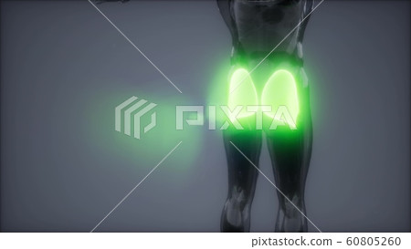 gluteus maximus - leg muscles anatomy animation 60805260