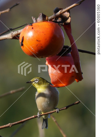野鳥Mejiro 60805360