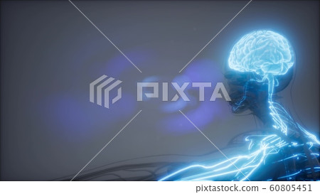 Human Brain Radiology Exam 60805451