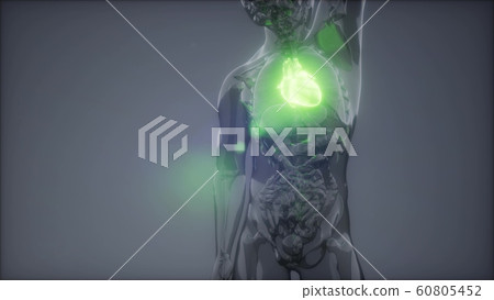 Human Heart Radiology Exam 60805452