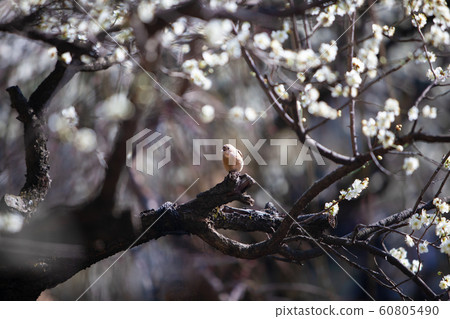 野鳥Northern Redstart正在參觀著名的Sakukeien，那裡開滿了白梅花。這是早春的風景。廣島 60805490
