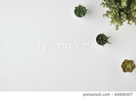 Flat layout of domestic plants in flowerpots with small green leaves Flat layout of domestic plants in flowerpots with small green leaves 60806007