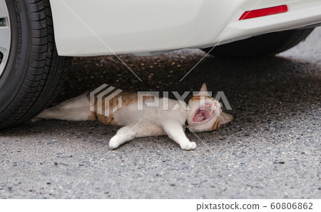 貓在車下和開車前打哈欠 60806862