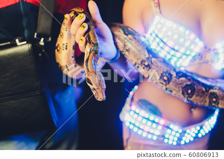 Belly dancer handling an albino Burmese python snake. 60806913