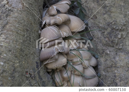 The arrival of autumn 60807138