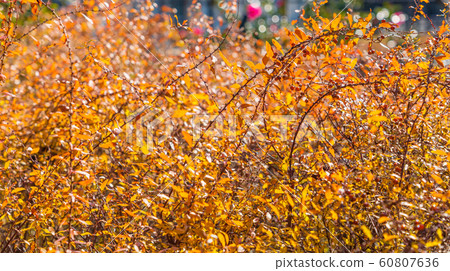 Snow willow colored leaves winter Snow willow colored leaves winter 60807636