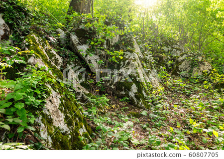 Sun through trees overgrown with moss in dense rainforest 60807705