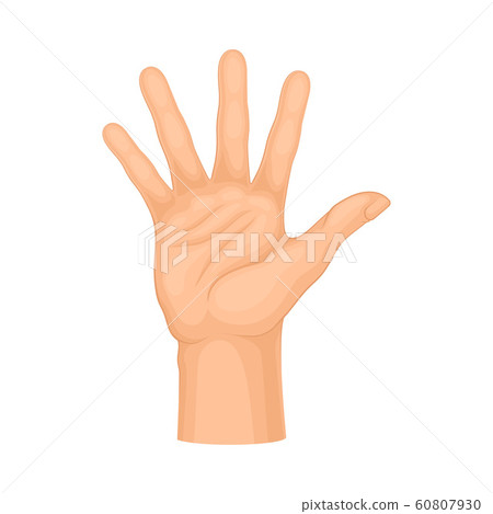 Detailed Palm Hand Gesture Vector Isolated on White Background Element Detailed Palm Hand Gesture Vector Isolated on White Background Element 60807930