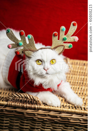 Portrait of a fluffy white cat in a Christmas decoration - deer horns and Santa Claus costume. New year, pets, animals meme concept. 60808215