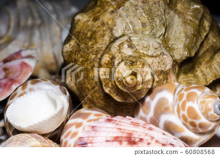Seashell Background Macro 60808568