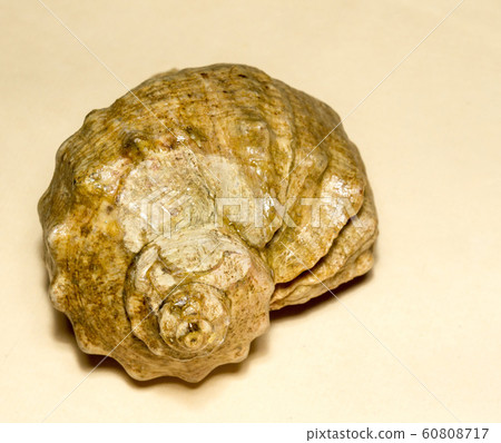 Big Brown Seashell Big Brown Seashell 60808717