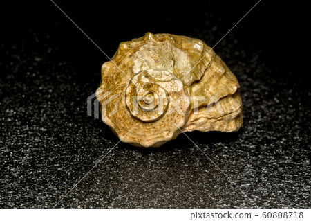 Big Brown Seashell Big Brown Seashell 60808718