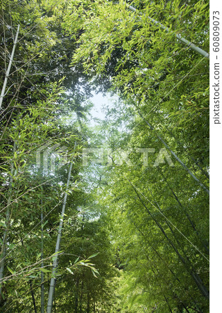 Fresh green image of spring bamboo forest Fresh green image of spring bamboo forest 60809073