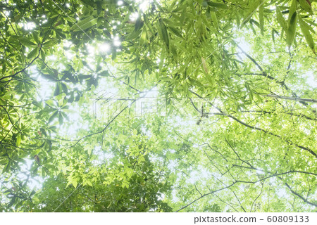 春天新鮮的綠色形象 春天新鮮的綠色形象 60809133
