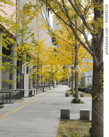 在大阪前場的銀杏襯裡的黃葉 在大阪前場的銀杏襯裡的黃葉 60809158