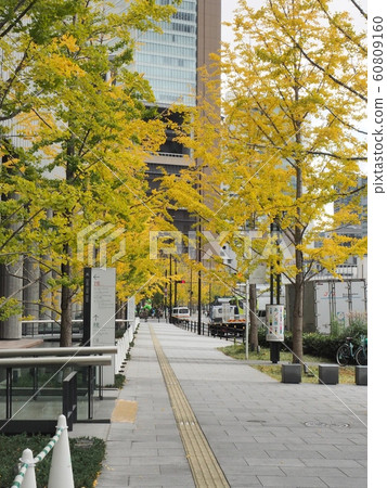 在大阪前場的銀杏襯裡的黃葉 在大阪前場的銀杏襯裡的黃葉 60809160