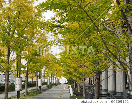 在大阪前場的銀杏襯裡的黃葉 60809161