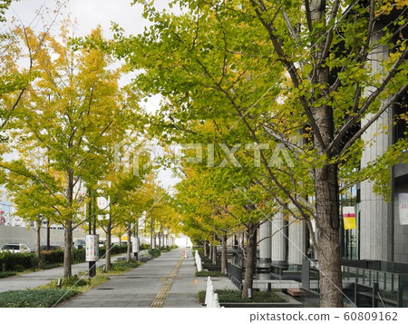 在大阪前場的銀杏襯裡的黃葉 60809162