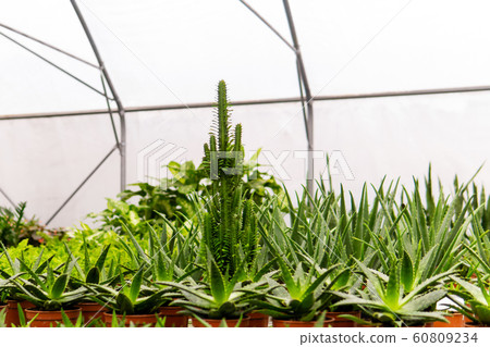various indoor tropical plants in the greenhouse 60809234