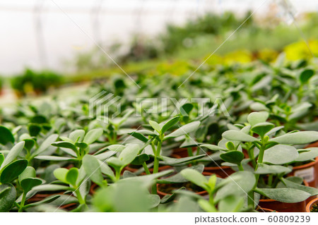 plant sprouts in a greenhouse close-up 60809239
