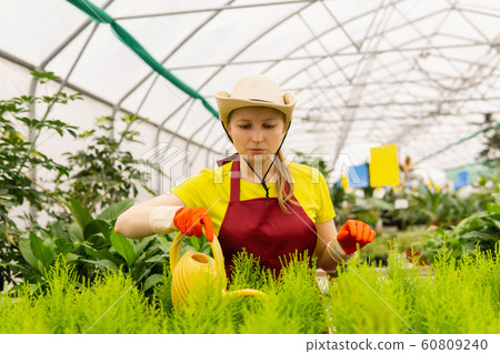 woman florist watering indoor plants in the winter 60809240