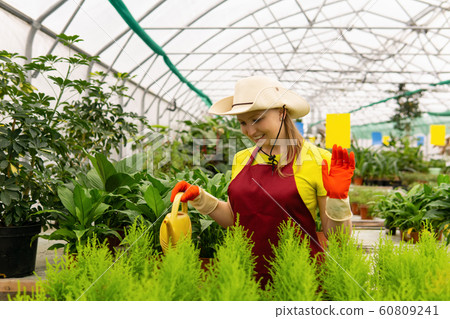 woman florist watering indoor plants in the winter 60809241