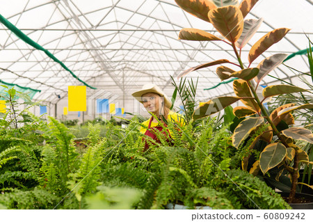 woman florist in a greenhouse with houseplants 60809242
