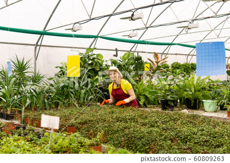 young woman gardener in a greenhouse with 60809263