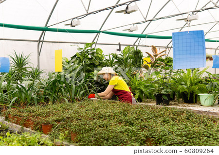 female florist caring for houseplants in a 60809264