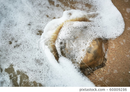 jellyfish stranded aground over sand jellyfish stranded aground over sand 60809286