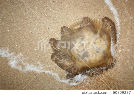 jellyfish stranded aground over sand jellyfish stranded aground over sand 60809287