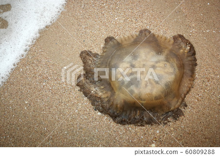 jellyfish stranded aground over sand jellyfish stranded aground over sand 60809288